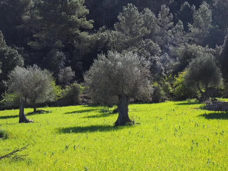 Olive Tree Trail