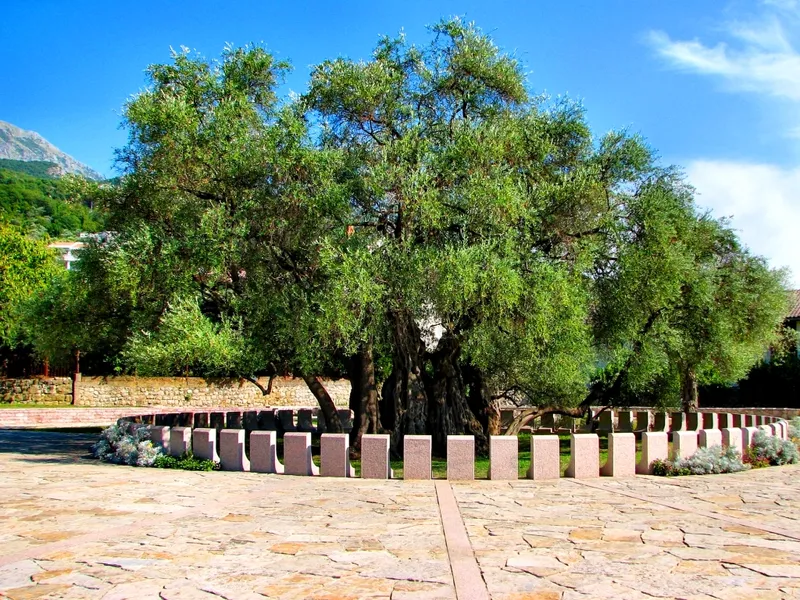 Olive Tree of Mirovica