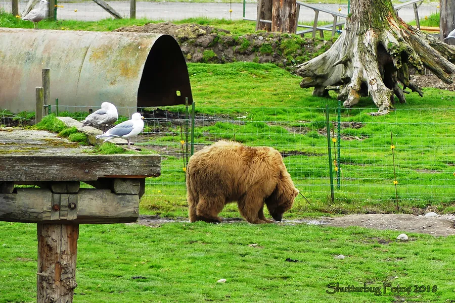 Olympic Game Farm