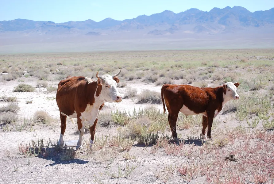 Open Range Riding Adventures