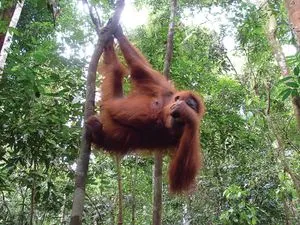 Orangutan Rehabilitation Centre
