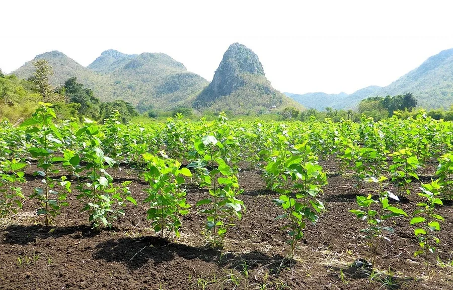 Organic Mulberry Farm