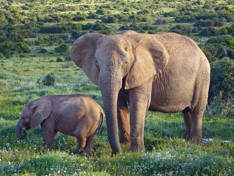 Ormanya Natural Habitat and Zoo