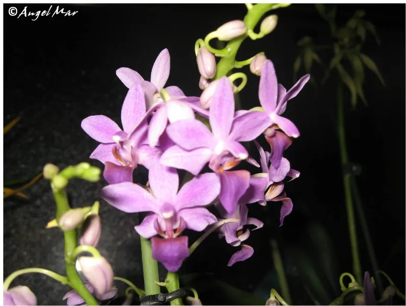 Orquideario de Gualaceo