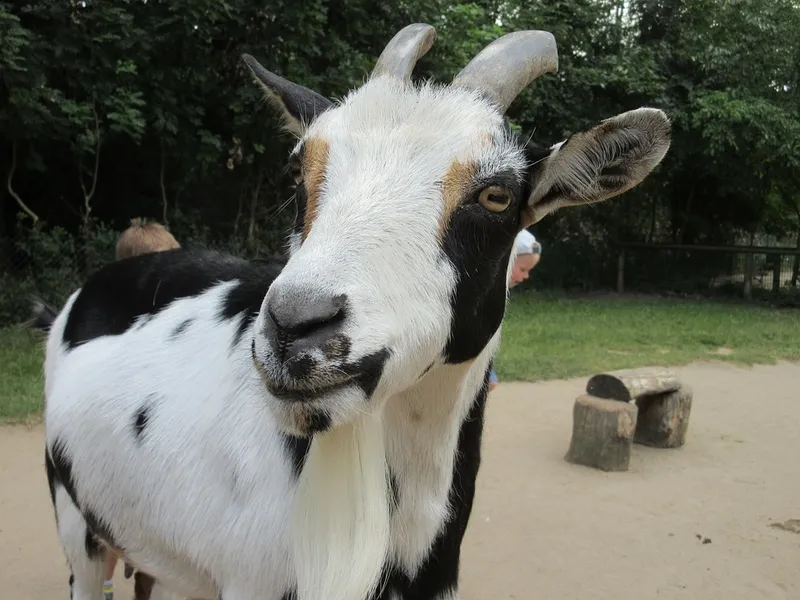 Osterende Petting Zoo