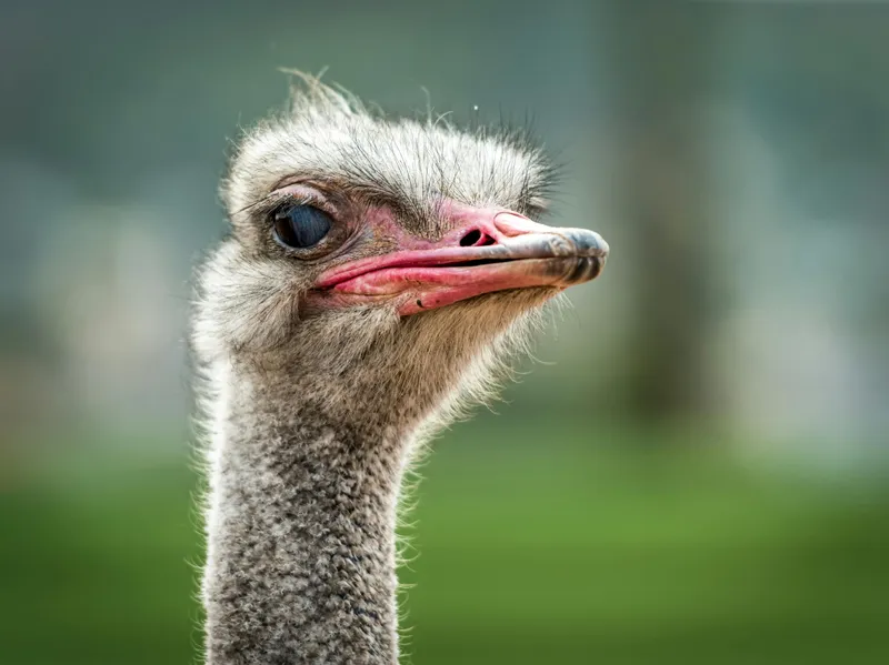 Ostrich Nepal Pvt. Ltd.