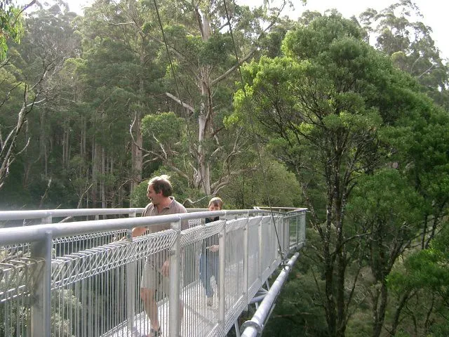 Otway Fly Treetop Adventures