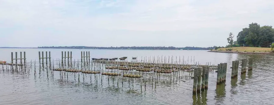 Oyster Farm Tours