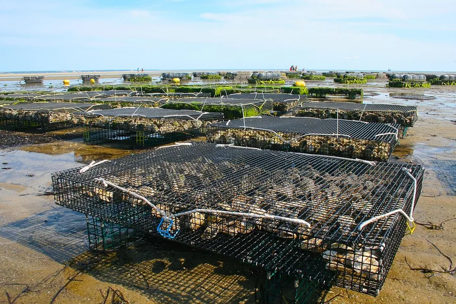 Oyster Farms