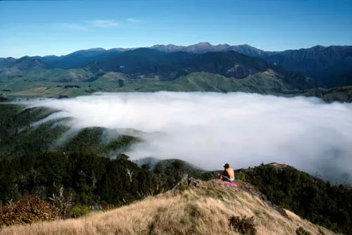 Pūkaha National Wildlife Centre