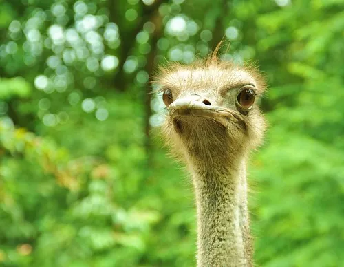 PD Ostrich Farm