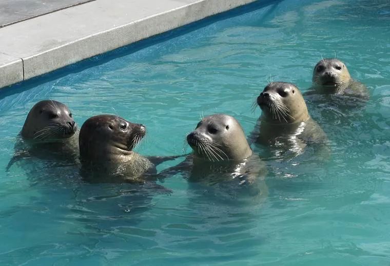 Pacific Marine Mammal Center