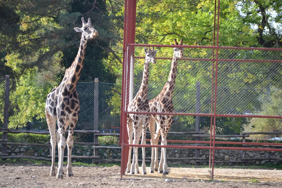 Palić Zoo