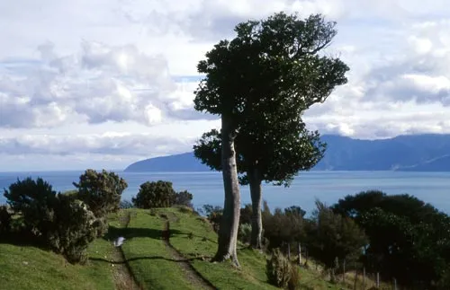 Palliser Bay