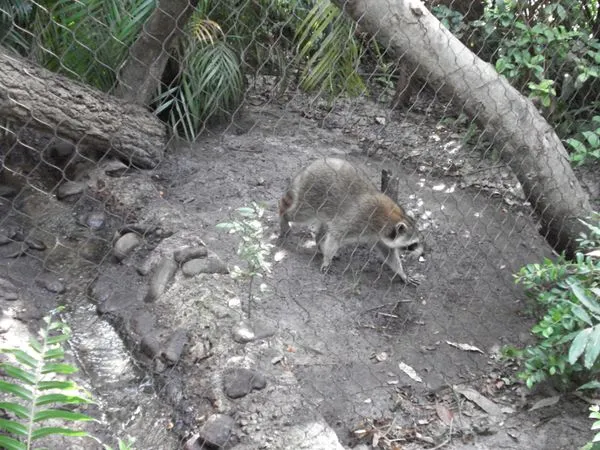 Palm Beach Zoo & Conservation Society