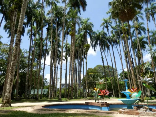 Palmentuin Garden