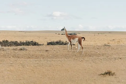 Pampa de Achala