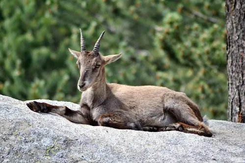 Parc Animalier des Angles