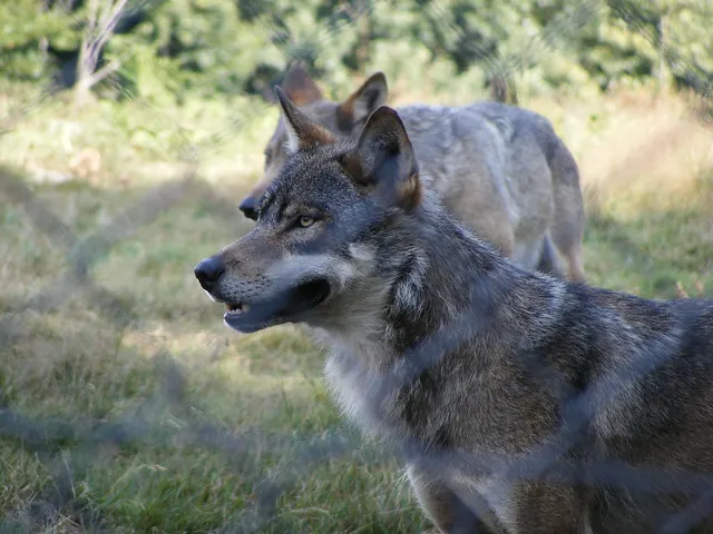 Parc Animalier des Monts de Guéret (Loups de Chabrières)
