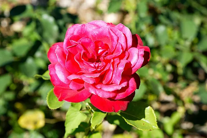 Parc Floral de la Source