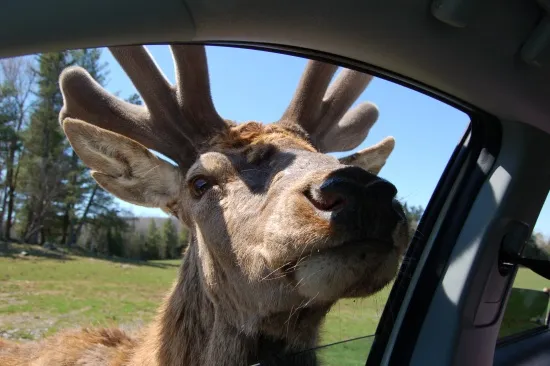 Parc Omega