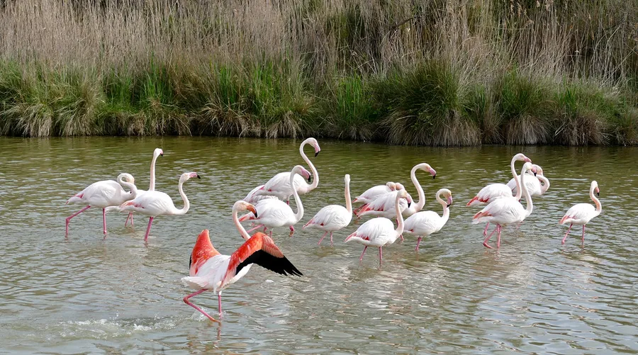 Parc Ornithologique du Pont de Gau