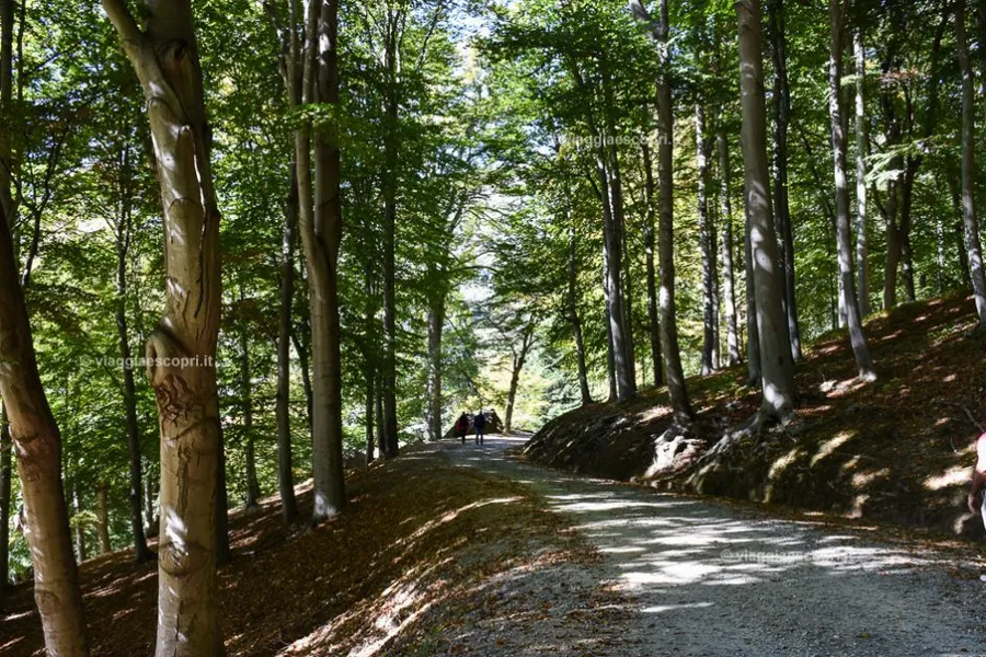 Parco Burcina - Felice Piacenza