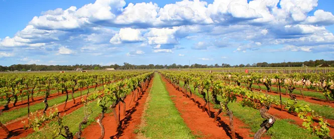 Parker Coonawarra Estate