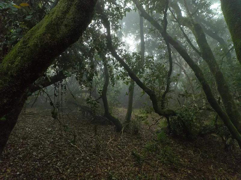 Parque Nacional Bosque de Fray Jorge