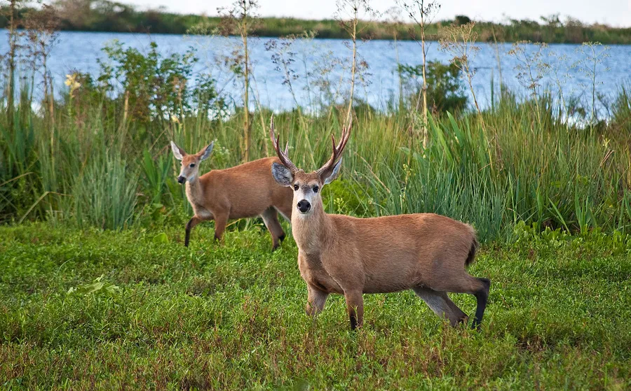 Parque Nacional Ciervo de los Pantanos