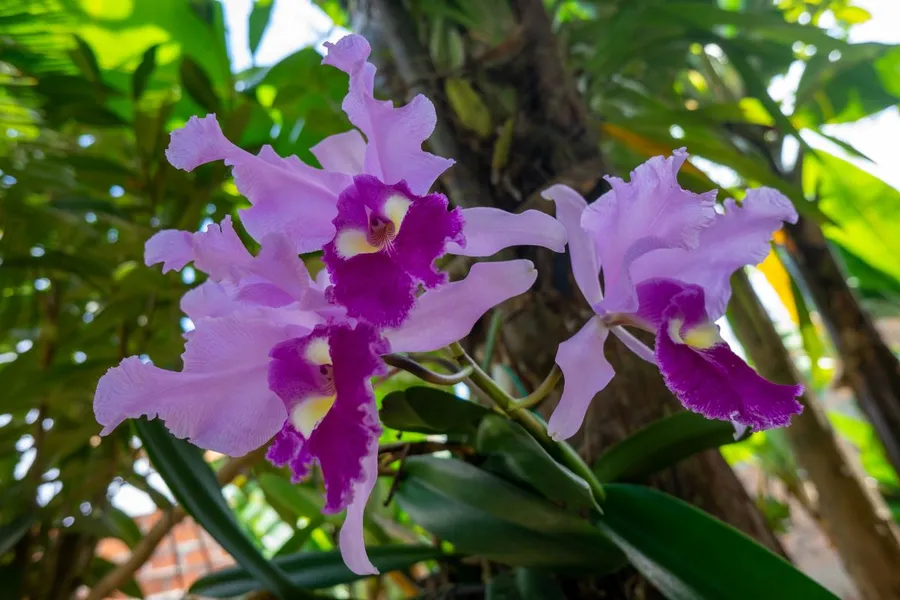 Parque Nacional Las Orquídeas