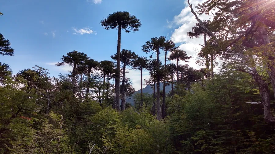 Parque Nacional Villarrica