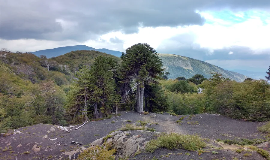 Parque Nacional Villarrica (access from Loncoche area)