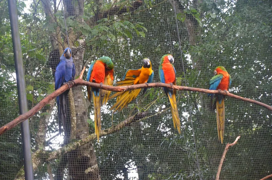 Parque das Aves