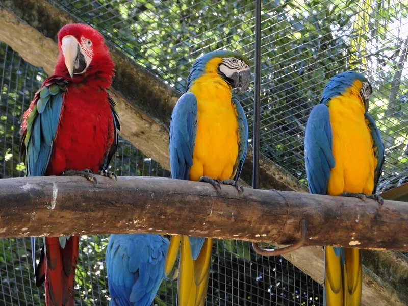 Parque das Aves (Bird Park)