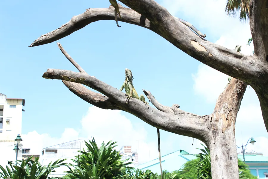 Parque de las Iguanas