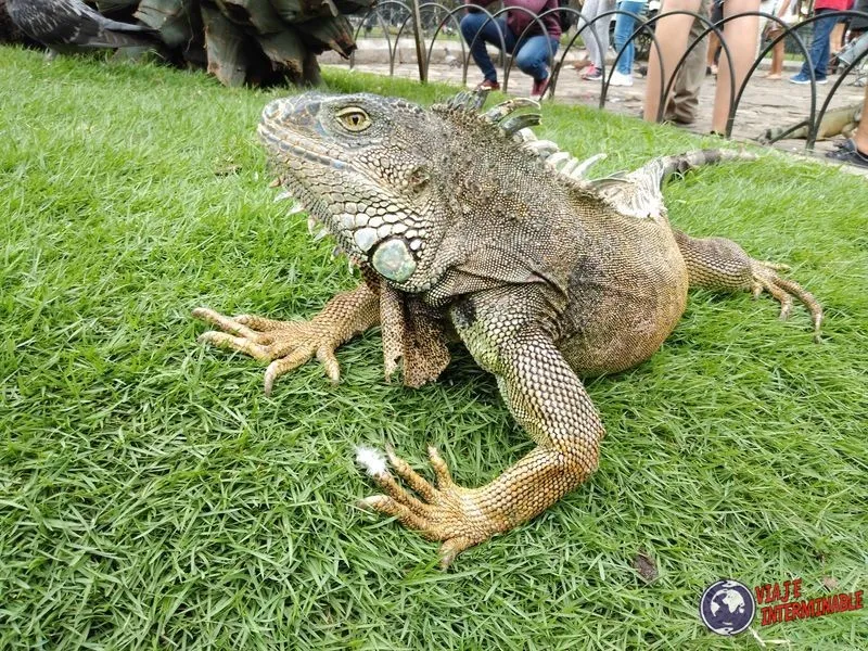 Parque de las Iguanas (Parque Seminario)