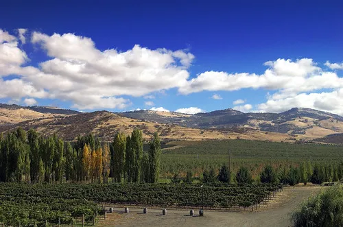 Paschal Winery & Vineyard