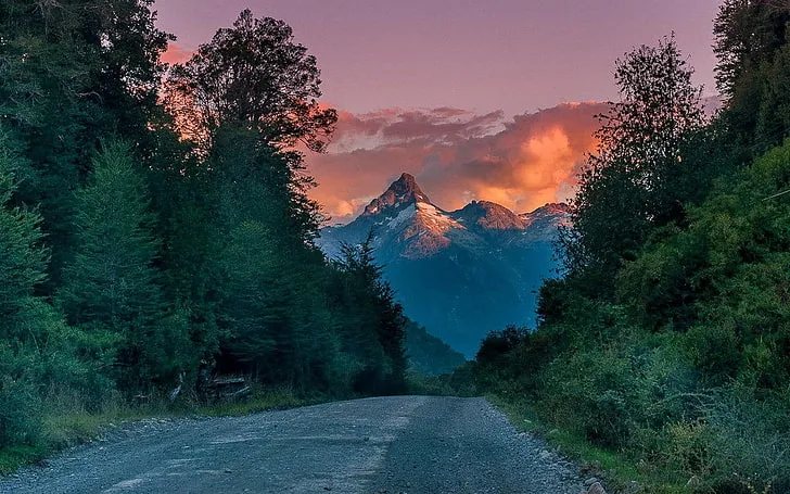 Patagonian Forests