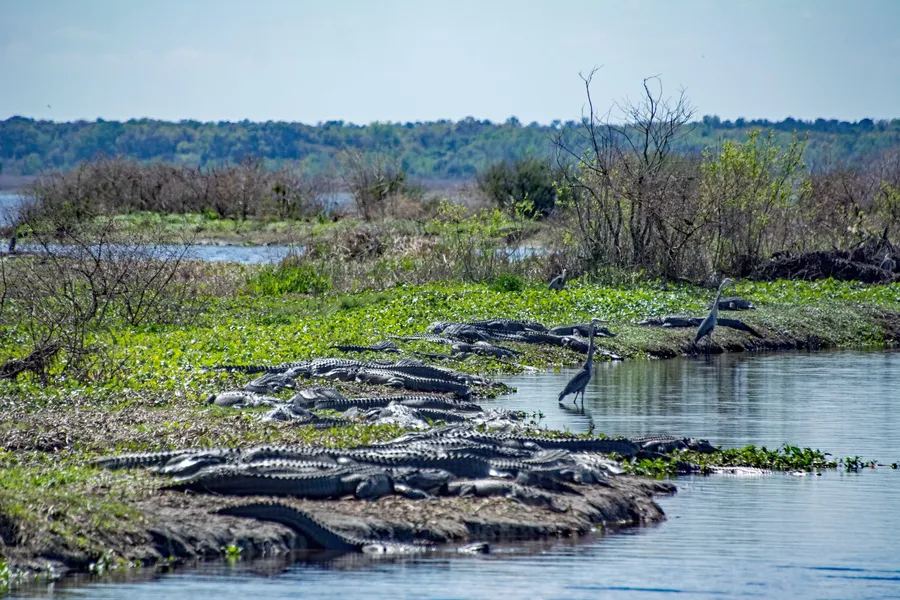 Paynes Prairie Preserve State Park