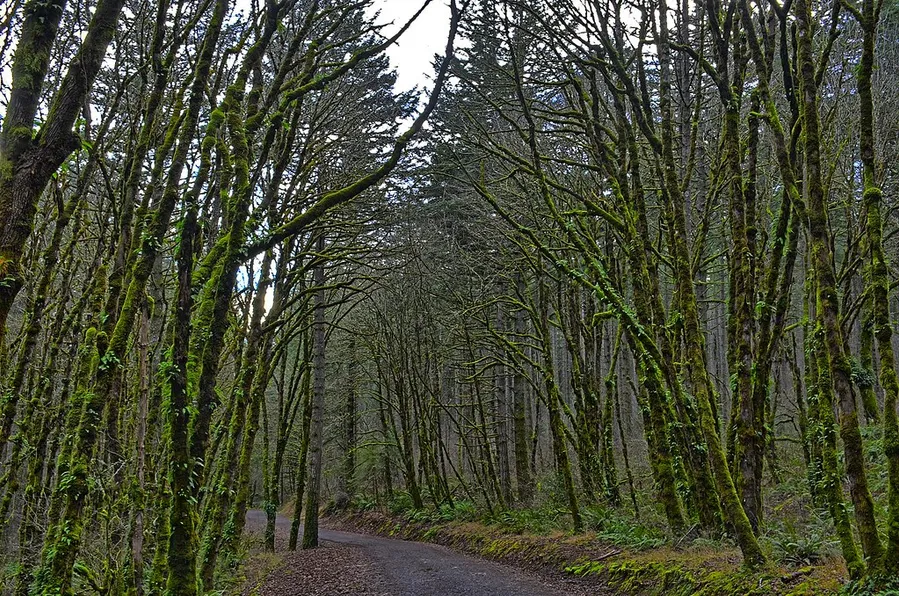 Peavy Arboretum