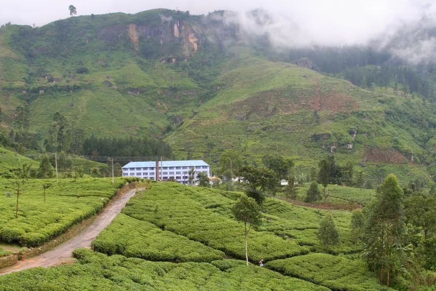 Pedro Tea Estate