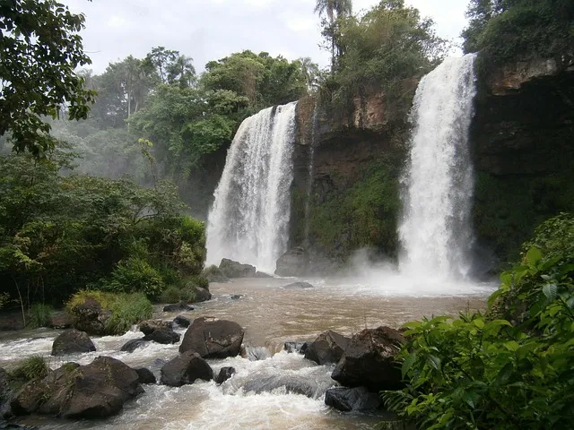 Pehuén Forest