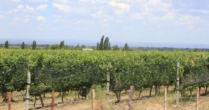 Peifer Orchards
