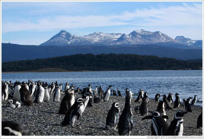 Penguin Colony (Isla Martillo)