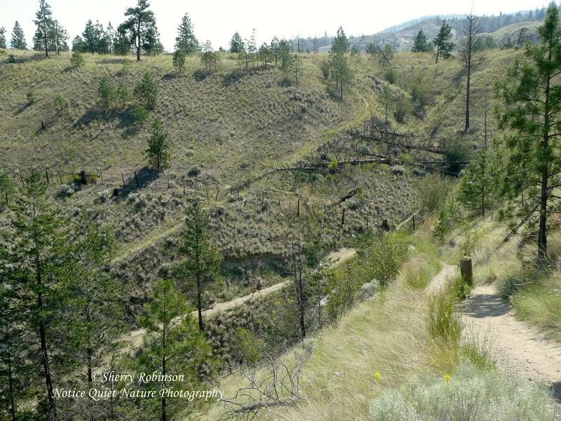 Peterson Ridge Trail System