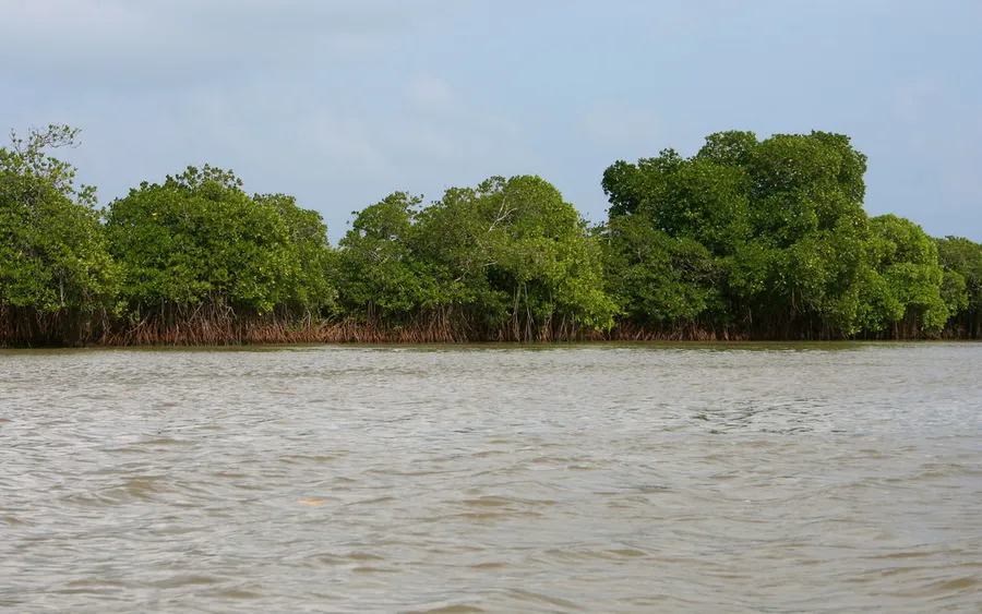 Pichavaram Mangrove Forest
