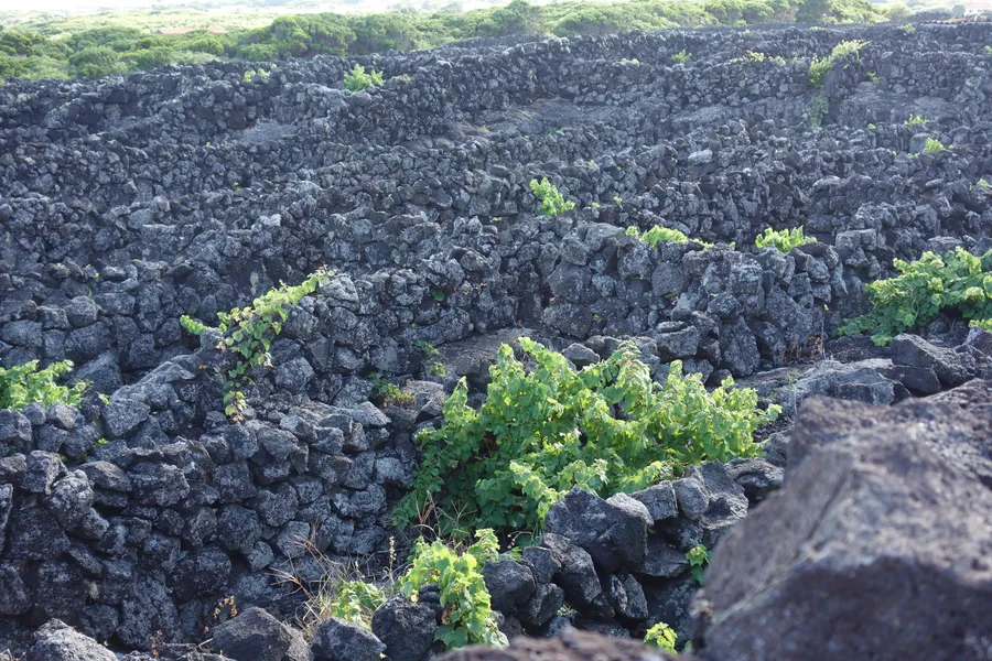 Pico Island Vineyards Tour