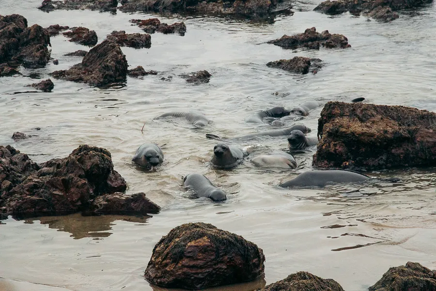 Piedras Blancas Elephant Seal Rookery