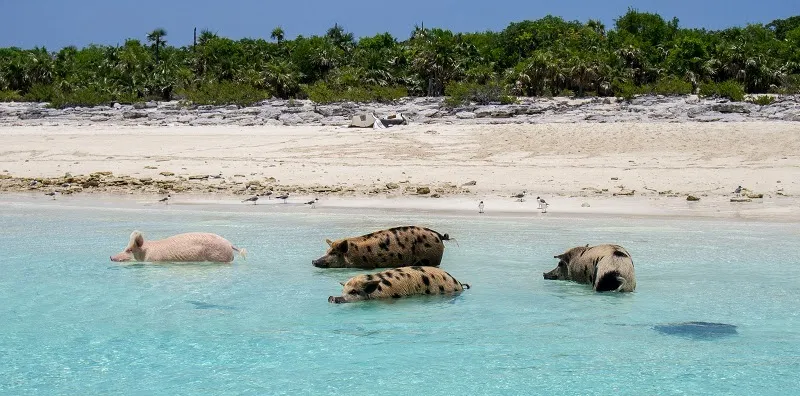 Pig Beach (Big Major Cay)
